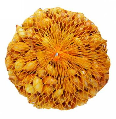 Cibuľa sadz.SENSHYU YELLOW 250g