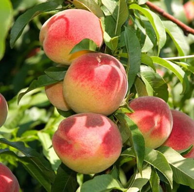 Broskyňa  ELBERTA neskorá DUR