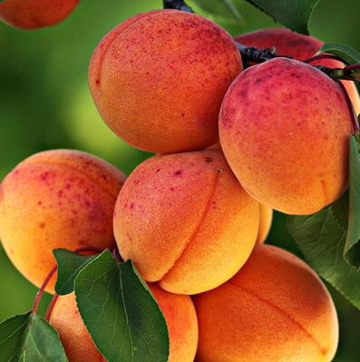 Marhuľa BERGERON  neskorá  DUR