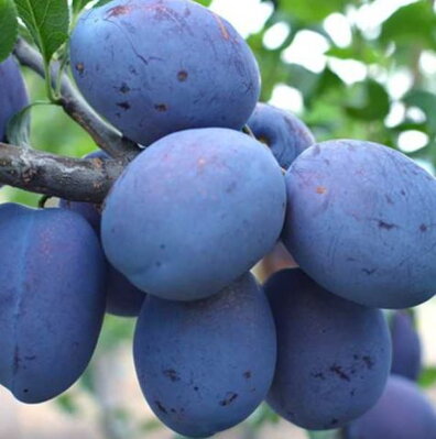 Slivka TOPTASTE stredne skorá  DUR