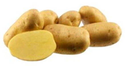 Morené zemiaky pre lepšiu odolnosť voči chorobám