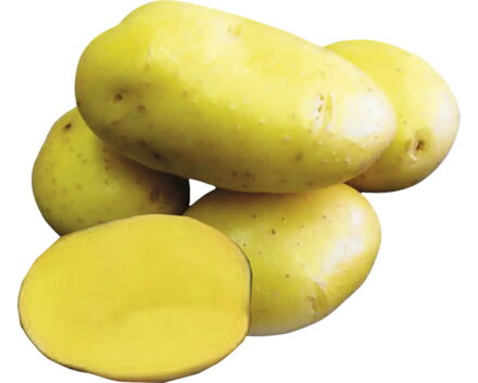 Zemiak CAMELIA minihľuzy NESK  NL 