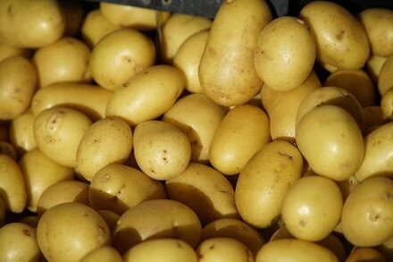 Zemiak COLOMBA minihl. VSKOR  NL