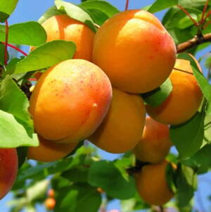 Marhuľa EARLY ORANGE stredne skorá  DUR