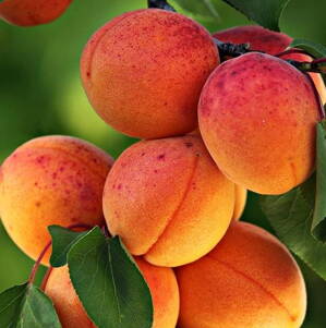 Marhuľa BERGERON  neskorá  DUR