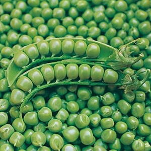 Hrach ALDERMAN  200g nemorený