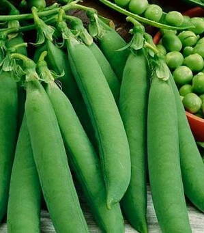 Hrach OSKAR 200g veľmi skorý